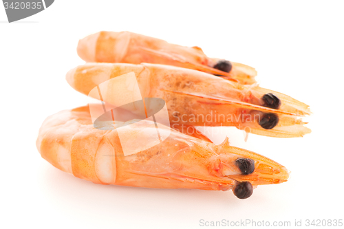 Image of Three shrimps 