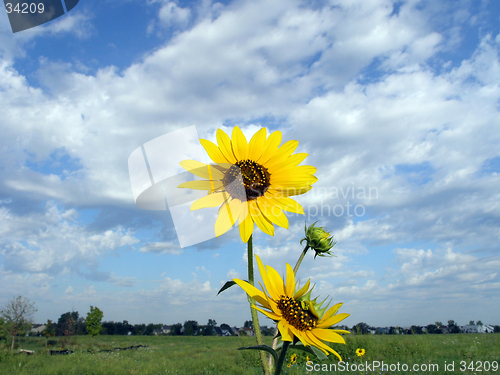 Image of Sunflower Landscape