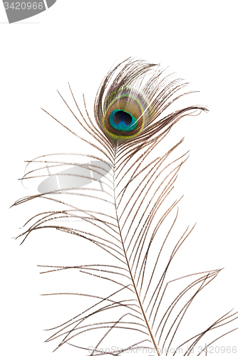 Image of Peacock feather