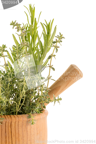 Image of Green herb leafs 