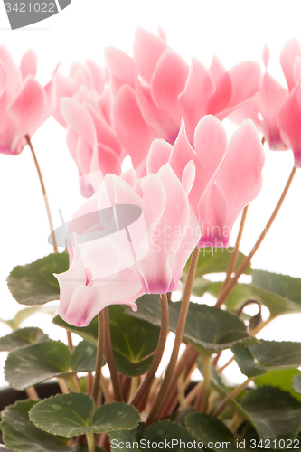 Image of Beautiful pink Cyclamen flower