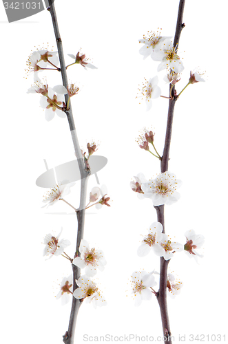 Image of Spring cherry blossom,Closeup. 