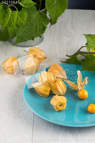 Image of Physalis fruits