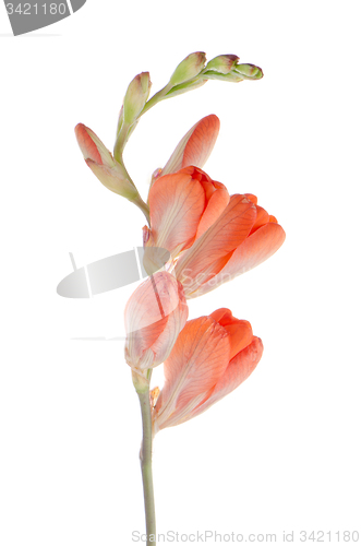 Image of Orange lilies