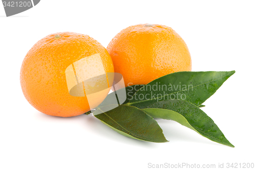 Image of Ripe tangerine or mandarin