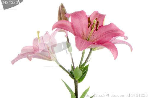 Image of Pink lilies