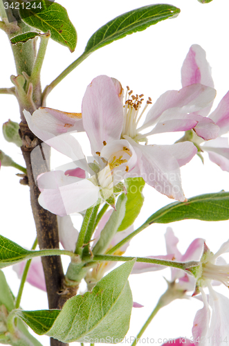 Image of Closeup of Apple blossoms