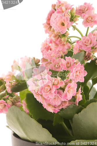 Image of Kalanchoe Calandiva flowers