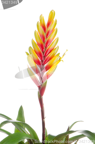 Image of Bromelia Flower