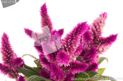 Image of Cockscomb celosia spicata plant