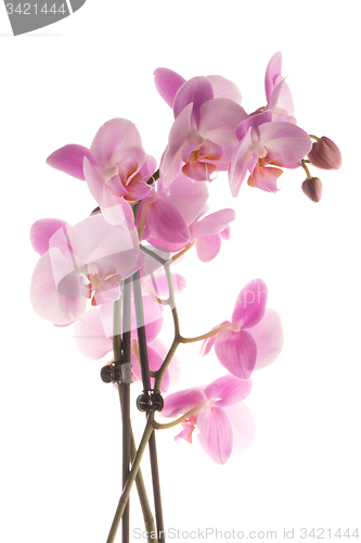 Image of Beautiful pink orchid