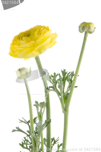 Image of Eustoma flower