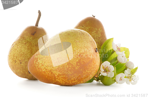 Image of Three ripe pears