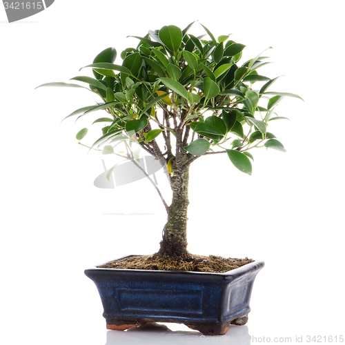 Image of Chinese green bonsai tree