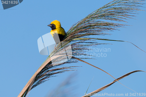 Image of Golden Bishop bird