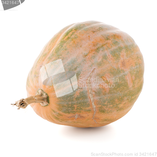 Image of Calabash pumpkin