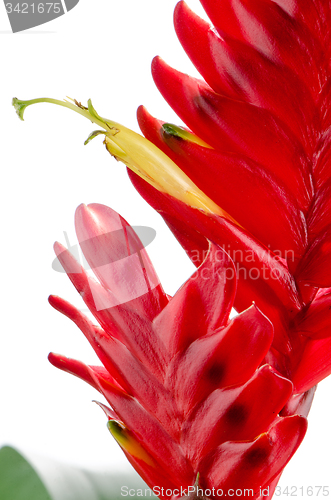 Image of Bromelia Flower