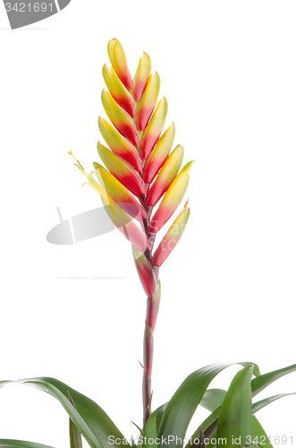 Image of Bromelia Flower