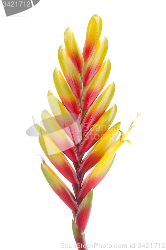 Image of Bromelia Flower