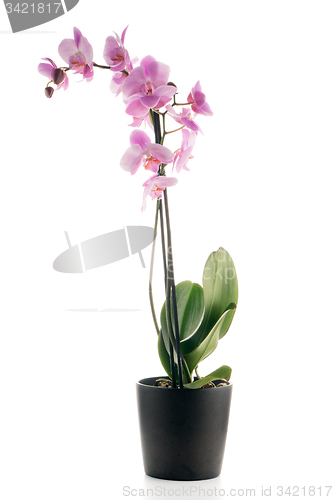 Image of Beautiful pink orchid in a flowerpot