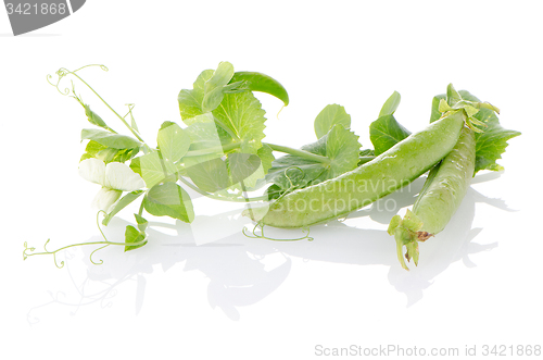 Image of Fresh green pea pod