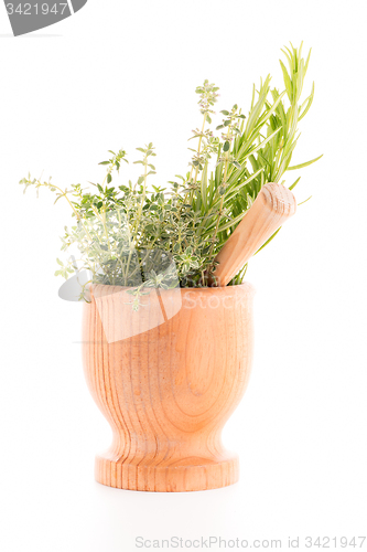 Image of Green herb leafs 