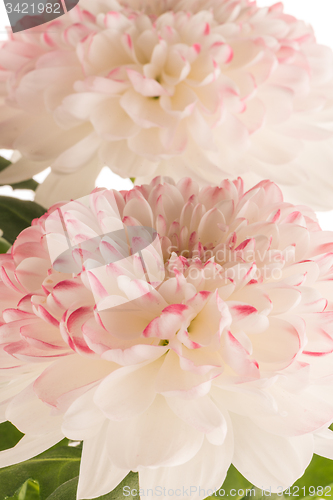 Image of Beautiful Chrysanthemum flowers 