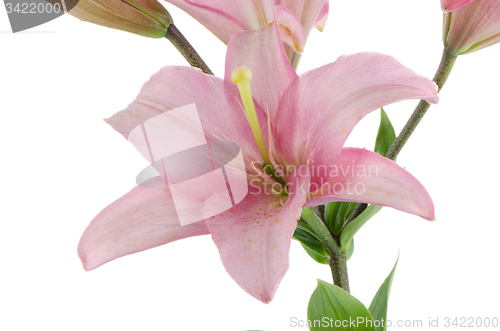 Image of Pink lilies