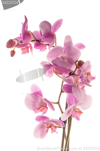 Image of Beautiful pink orchid