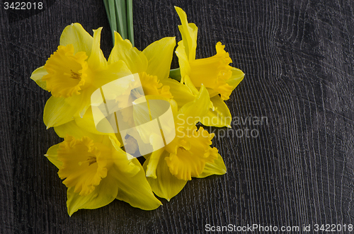 Image of Yellow jonquil flowers