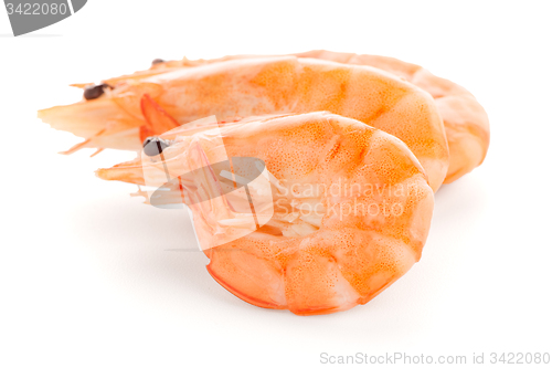 Image of Three shrimps 