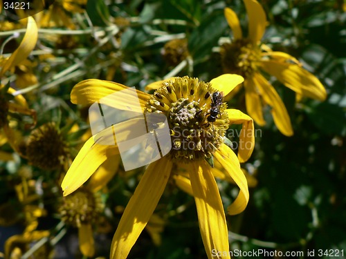 Image of Yellow Flower and Bee