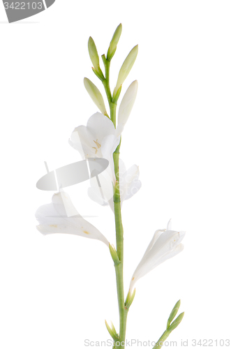 Image of Lilies