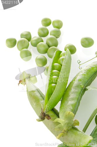 Image of Fresh green pea pod