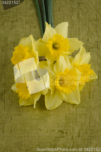 Image of Jonquil flowers