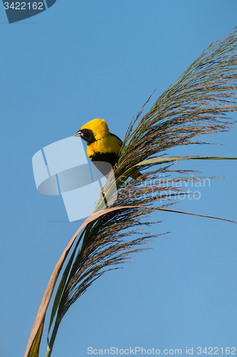 Image of Golden Bishop bird