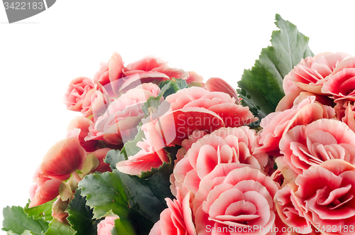 Image of Pink begonia flowers