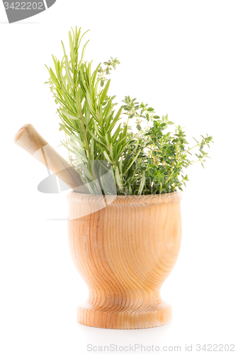 Image of Green herb leafs 