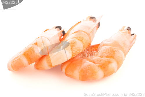 Image of Three shrimps 