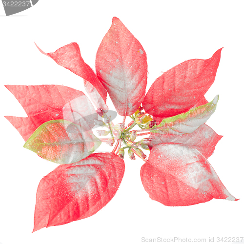Image of Red Christmas decoration