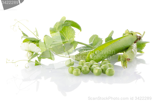 Image of Fresh green pea pod