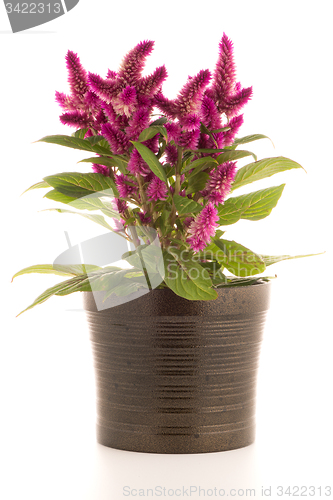 Image of Cockscomb celosia spicata plant