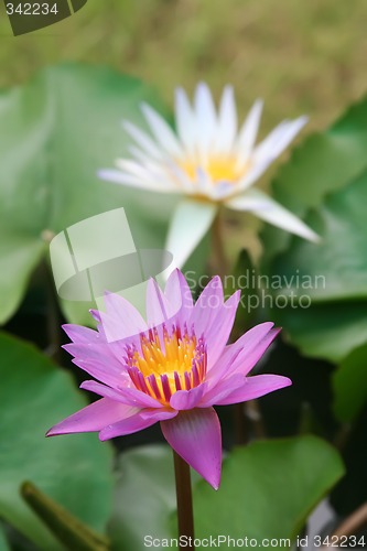 Image of Lotus flower