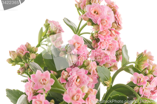 Image of Kalanchoe Calandiva flowers
