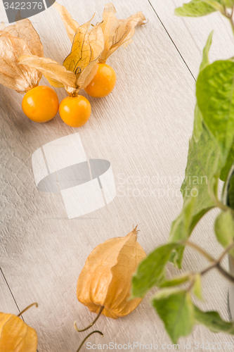 Image of Physalis fruits