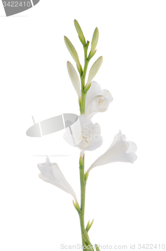 Image of Lilies