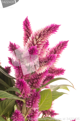 Image of Cockscomb celosia spicata plant