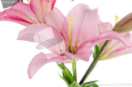 Image of Pink lilies