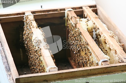 Image of Bees in beehive