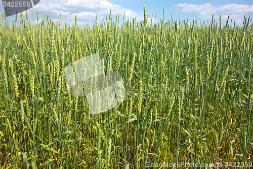 Image of wheat field 